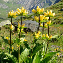 Gentiana Punctata