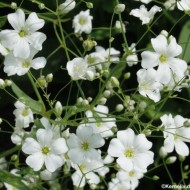 Gypsophila elegans-Floarea miresei