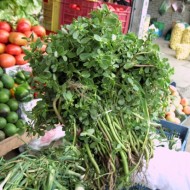 Iarba grasă-Portulaca oleracea