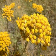 Imortela-Helichrysum italicum compact