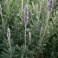 Lavandula Dentata