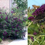 Liliac de vara-Buddleja Davidii Black Knight