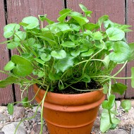 Lingureaua-Cochlearia officinalis