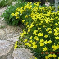 Linum flavum Compactum-In decorativ galben