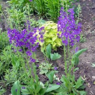 Lumanarica-Verbascum Phoeniceum Purple