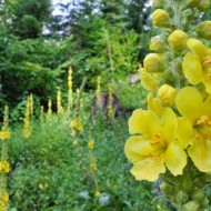 Lumanarica-Verbascum thapsus