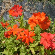 Lychnis x Haageana