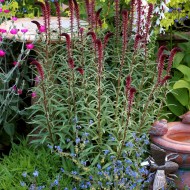 Lysimachia Atropurpurea Beaujolais