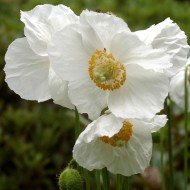 Mac Meconopsis Baileyi Alba