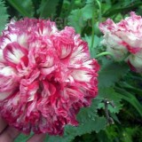 Mac Somniferum Flemish Antique