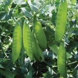 Mazare dulce-Pisum sativum