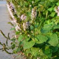 Menta Suaveolens Apple mint