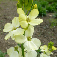 Micsuneaua ruginie-Cheiranthus cheiri Ivory White