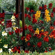 Micsuneaua ruginie-Cheiranthus cheiri Persion Carpet mix