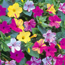 Mirabilis Jalapa mix