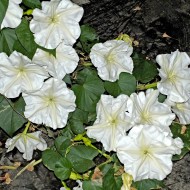 Moonflower-Ipomoea alba