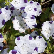 Nemophila maculata Five Spot