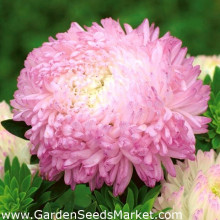 Ochiul boului-Callistephus chinensis Paeony Duchess Pink