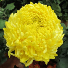 Ochiul boului-Callistephus chinensis Paeony Yellow