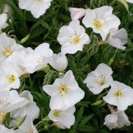 Oenothera pallida Innocence