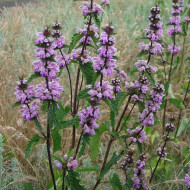 Phlomis Tuberosa-Ierusalim Salvie Roz
