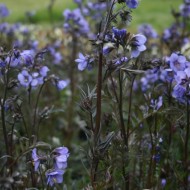 Polemonium Yezoense Purple Rain Strain
