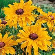 Rudbeckia Hirta Goldilocks