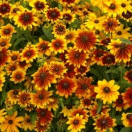 Rudbeckia Hirta Rustic Dwarfs Mixed