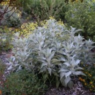 Salvia Apiana-Salvia Alba