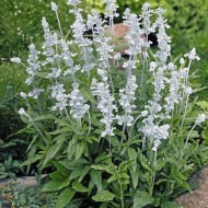 Salvia Farinacea Victoria White