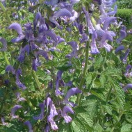 ﻿Salvia Miltiorrhiza-Red Sage