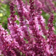 Salvia Nemorosa Rose Queen