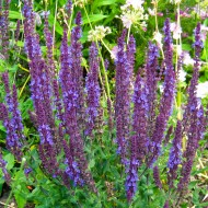 Salvia Nemorosa