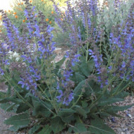 Salvia Transilvanica