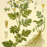 Spilcuta-Tanacetum parthenium