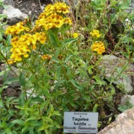 Tarhon Mexican-Tagetes Lucida