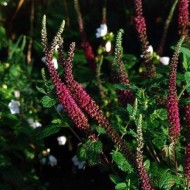 Teucrium hyrcanicum Purple Tails