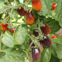 Tomate cherry Indigo Pear Drops