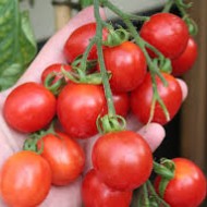 Tomate cherry Principe Borghese