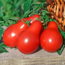 Tomate cherry Red Fig