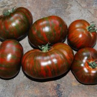 Tomate Chocolate Stripes