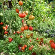Tomate Coeur d'Albenga