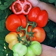 Tomate Gogosar