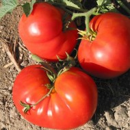 Tomate Pantano Romanesco