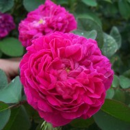 Trandafir de dulceata Rose de Rescht