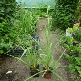 Tuberoze-Polianthes tuberosa