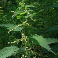 Urzica-Urtica dioica