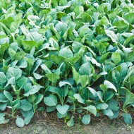Varza Chinese Kale-Large Leaf