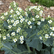 Varza de mare-Crambe maritima