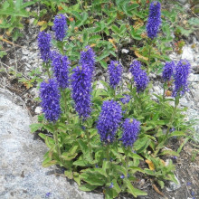Veronica Porphyriana